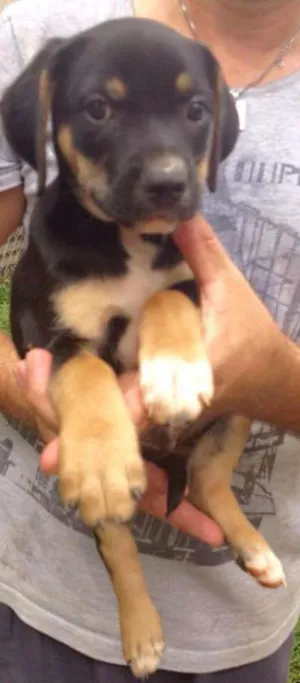 Cachorro raça SRD idade 2 a 6 meses nome Téo