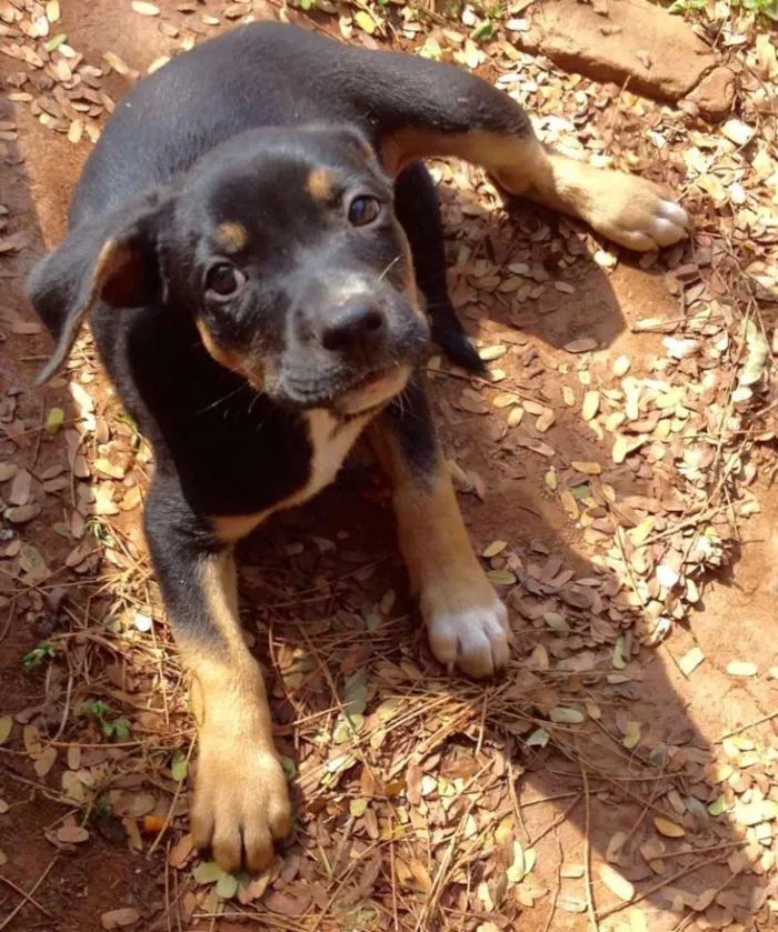 Cachorro ra a SRD idade 2 a 6 meses nome Téo