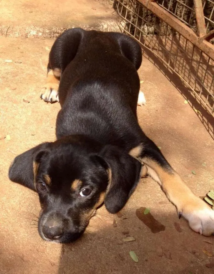 Cachorro ra a SRD idade 2 a 6 meses nome Téo