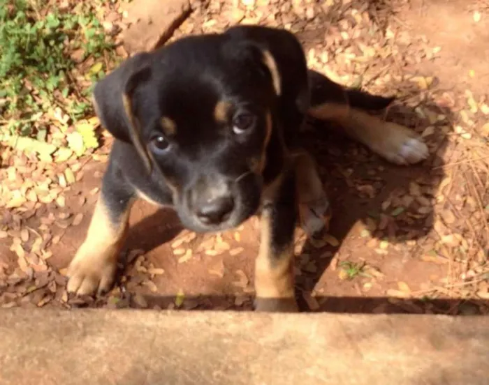 Cachorro ra a SRD idade 2 a 6 meses nome Téo