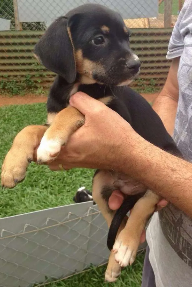 Cachorro ra a SRD idade 2 a 6 meses nome Téo