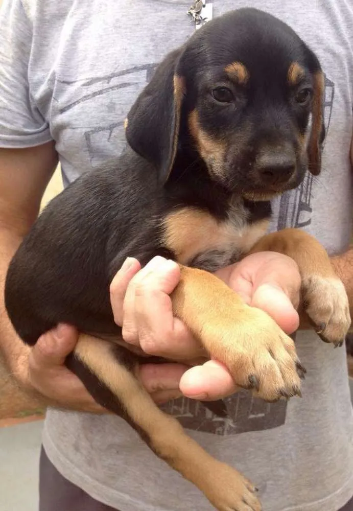 Cachorro ra a SRD idade 2 a 6 meses nome Bóris