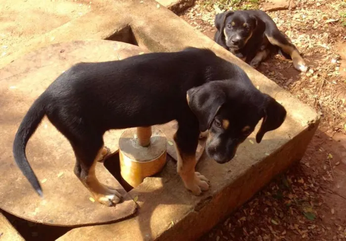 Cachorro ra a SRD idade 2 a 6 meses nome Bóris