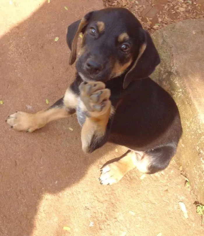 Cachorro ra a SRD idade 2 a 6 meses nome Bóris