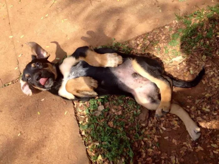 Cachorro ra a SRD idade 2 a 6 meses nome Bóris