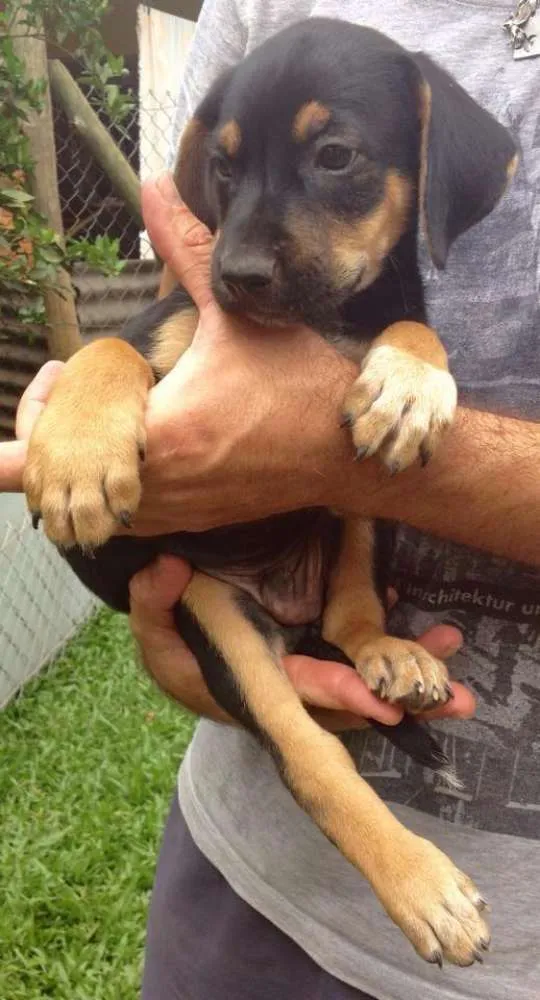 Cachorro ra a SRD idade 2 a 6 meses nome Bóris