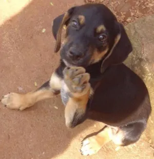 Cachorro raça SRD idade 2 a 6 meses nome Bóris