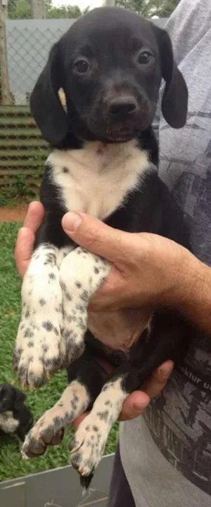 Cachorro raça SRD idade 2 a 6 meses nome Bela