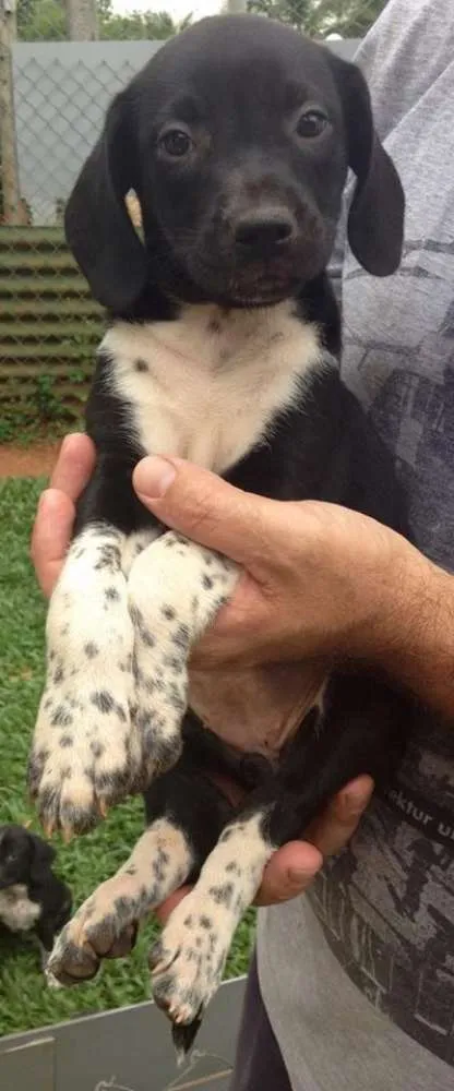 Cachorro ra a SRD idade 2 a 6 meses nome Bela
