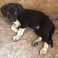 Bela