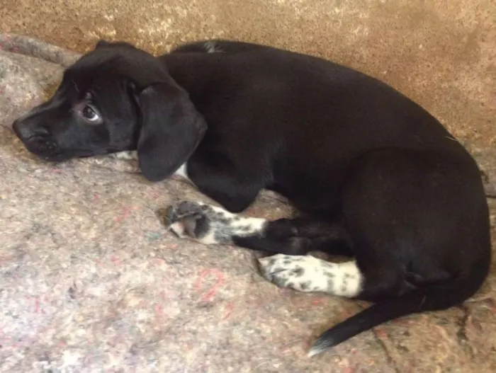 Cachorro ra a SRD idade 2 a 6 meses nome Bela