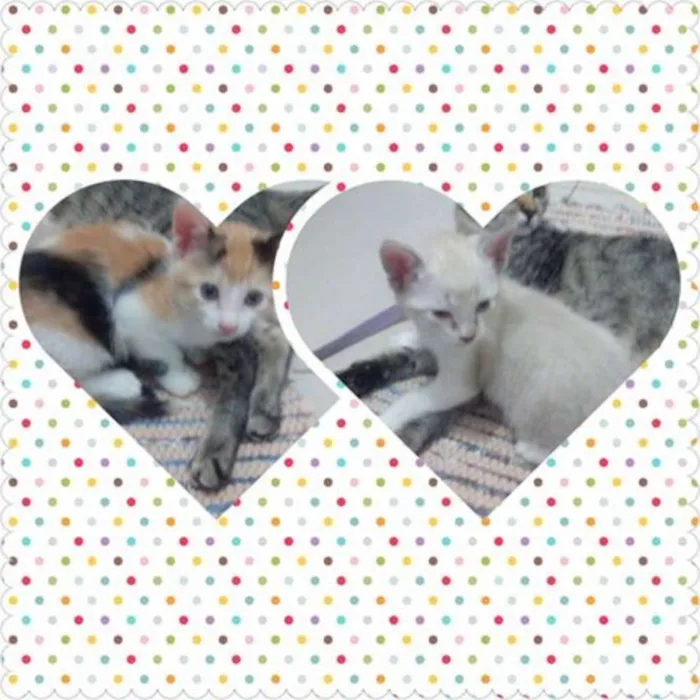 Gato raça não sei idade 2 a 6 meses nome Ainda não tem