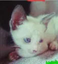JADE