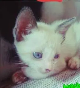 Gato raça SRD idade 2 a 6 meses nome JADE