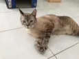 Luca