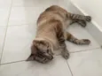 Luca