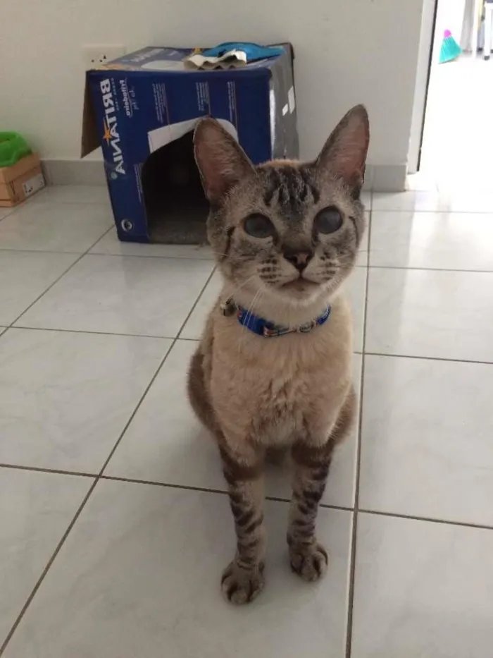 Gato ra a SRD idade 3 anos nome Luca