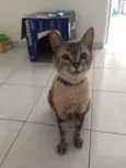 Luca