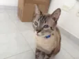 Luca
