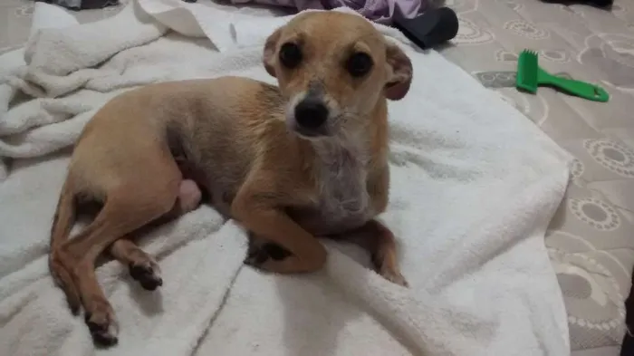 Cachorro raça Pinscher idade 1 ano nome Tyta