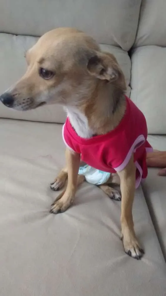 Cachorro raça Pinscher idade 1 ano nome Tyta