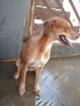Acâina (urgente)