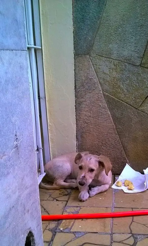 Cachorro raça indefinida idade 2 a 6 meses nome Floquinho
