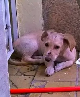 Cachorro raça indefinida idade 2 a 6 meses nome Floquinho