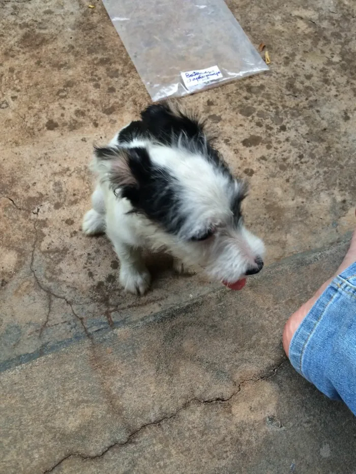 Cachorro raça SRD idade 2 a 6 meses nome Pândora