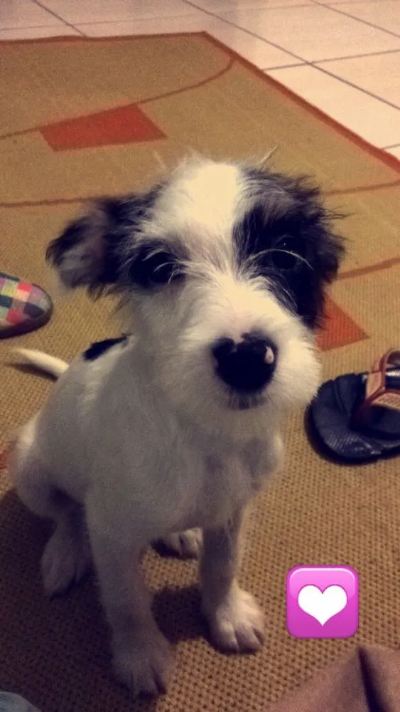 Cachorro raça SRD idade 2 a 6 meses nome Pândora