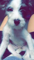 Pândora