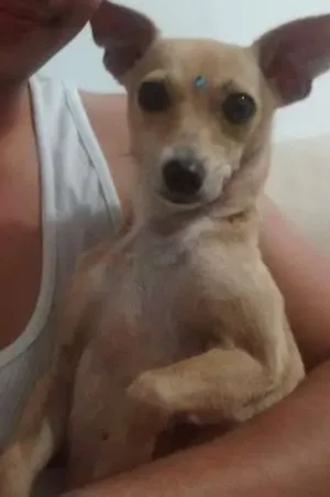 Cachorro raça Pinscher idade 1 ano nome Tyta
