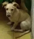 Cachorro raça indefinida idade 2 a 6 meses nome Floquinho