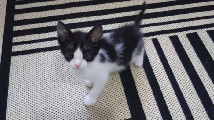 Gato ra a SRD idade 2 a 6 meses nome Sem nome