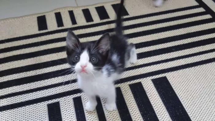 Gato ra a SRD idade 2 a 6 meses nome Sem nome