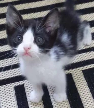 Gato ra a SRD idade 2 a 6 meses nome Sem nome