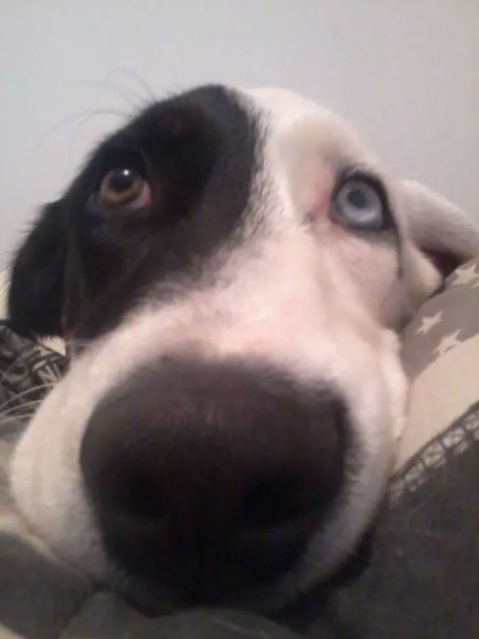Cachorro raça SRD idade 1 ano nome Blues