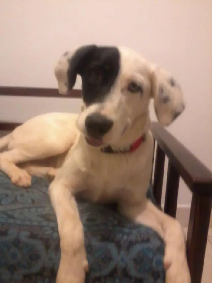 Cachorro raça SRD idade 1 ano nome Blues