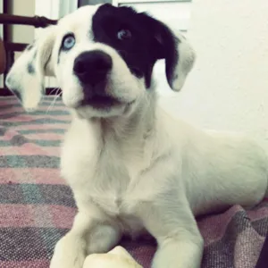 Cachorro raça SRD idade 1 ano nome Blues