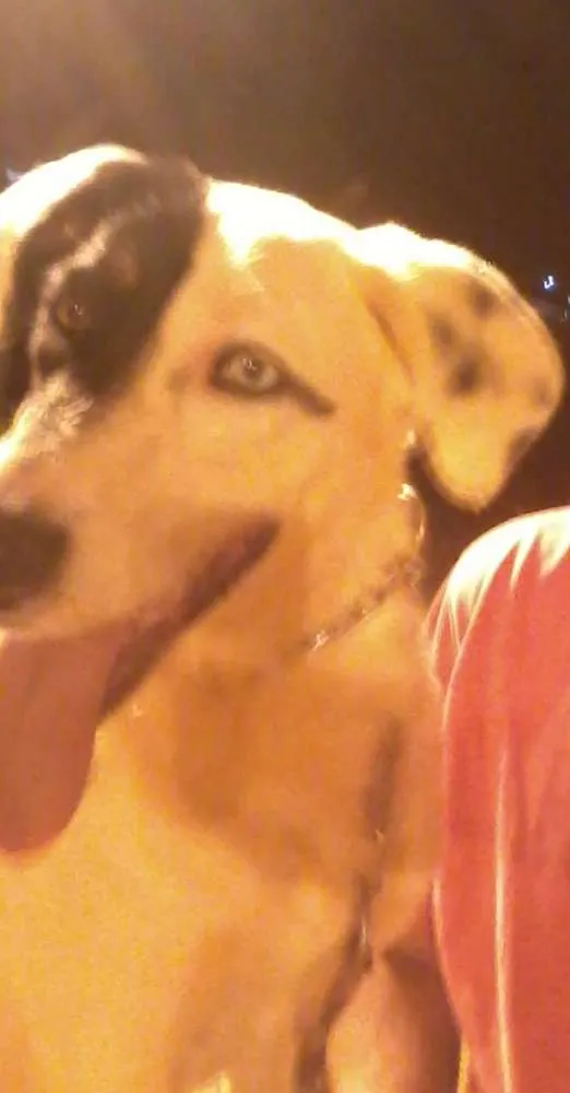 Cachorro raça SRD idade 1 ano nome Blues