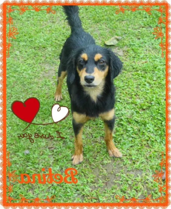 Cachorro ra a SRD idade 7 a 11 meses nome Betina