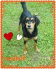Betina