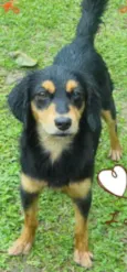 Betina