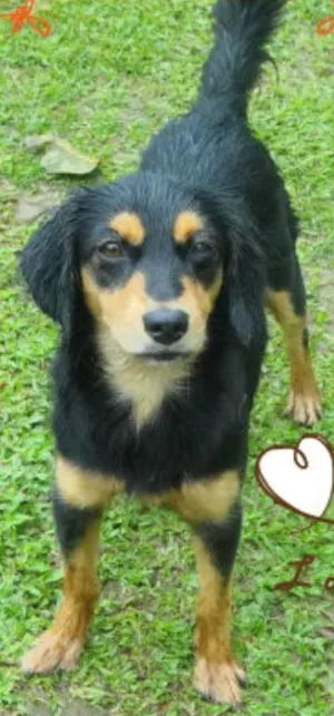 Cachorro raça SRD idade 7 a 11 meses nome Betina