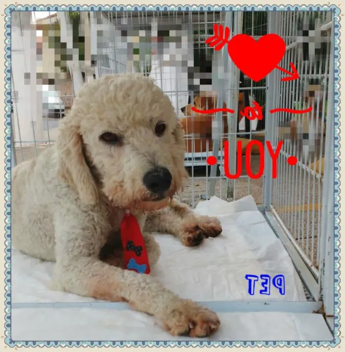 Cachorro ra a SRD idade 2 anos nome Pet