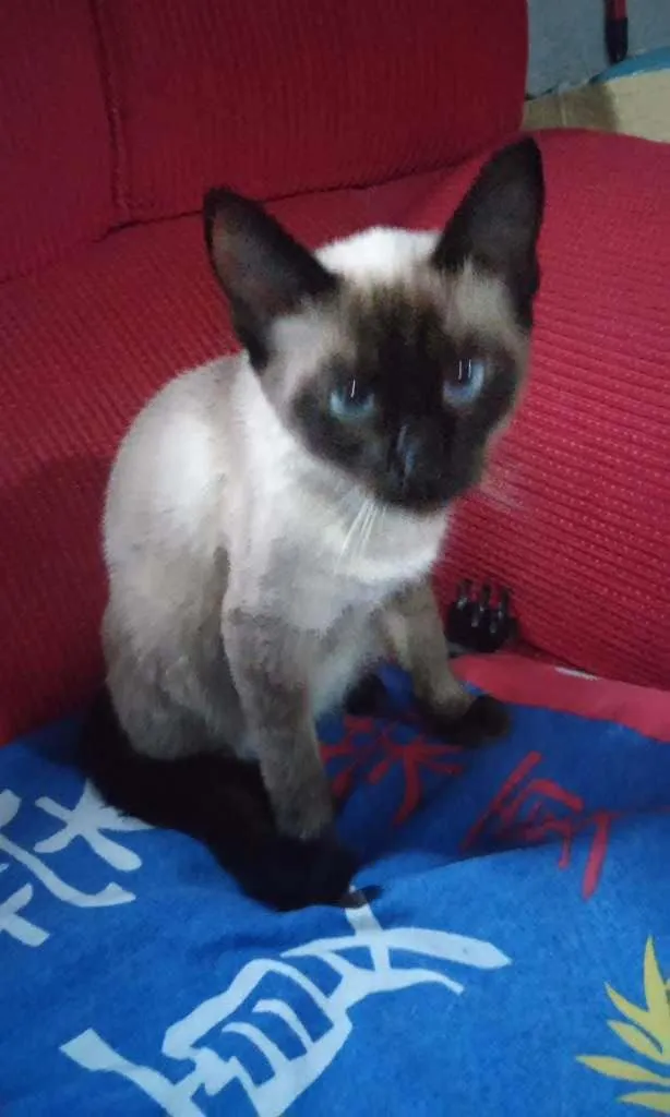 Gato ra a Siamesa idade 7 a 11 meses nome Luna