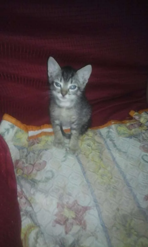 Gato ra a SRD idade Abaixo de 2 meses nome SEM NOMES