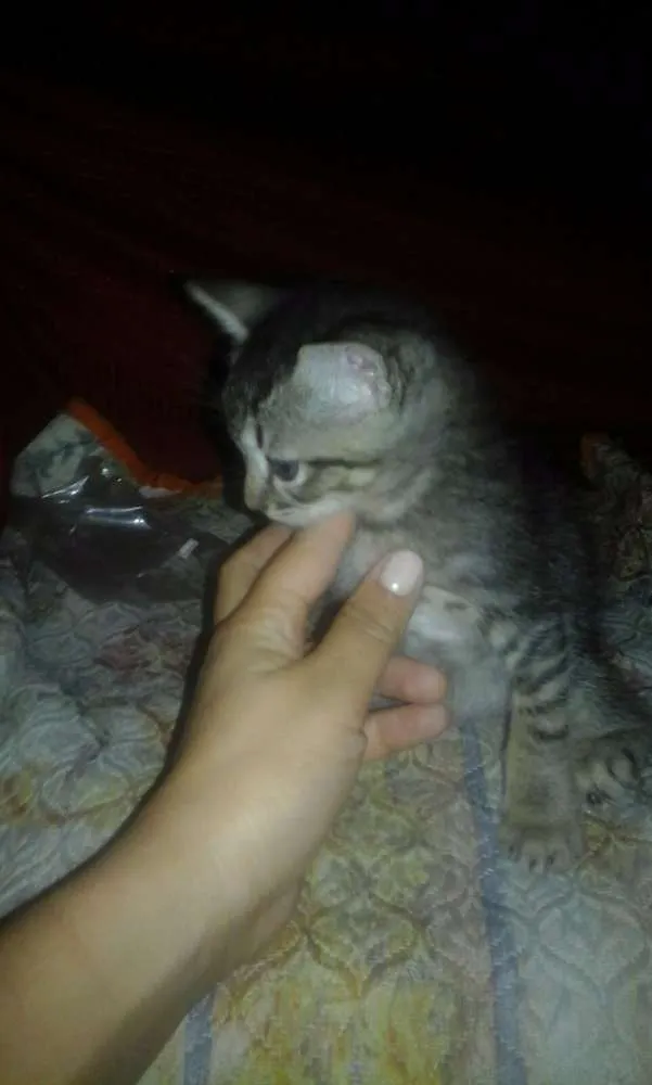 Gato ra a SRD idade Abaixo de 2 meses nome SEM NOMES