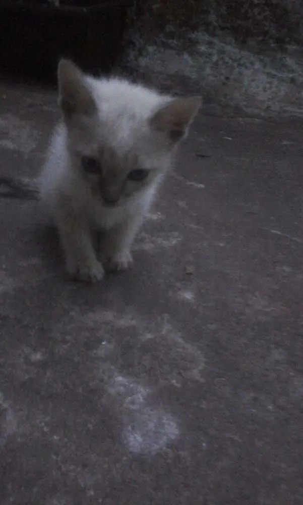 Gato ra a SRD idade Abaixo de 2 meses nome SEM NOMES