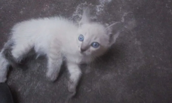 Gato ra a SRD idade Abaixo de 2 meses nome SEM NOMES